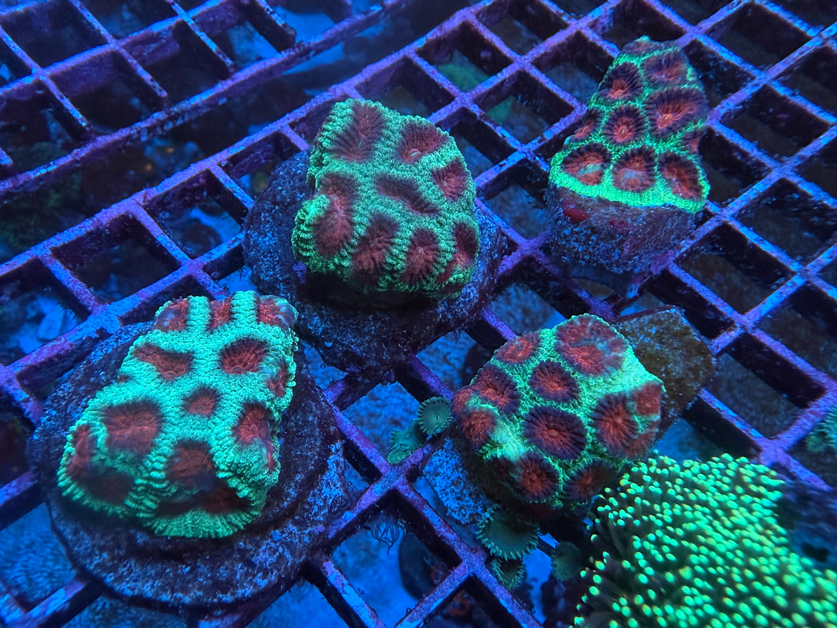 5 Pack of Stoney coral