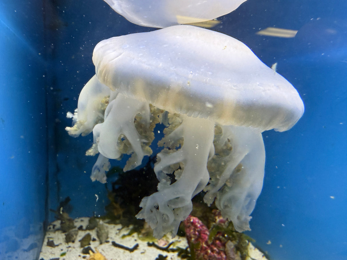 Upside down jellyfish