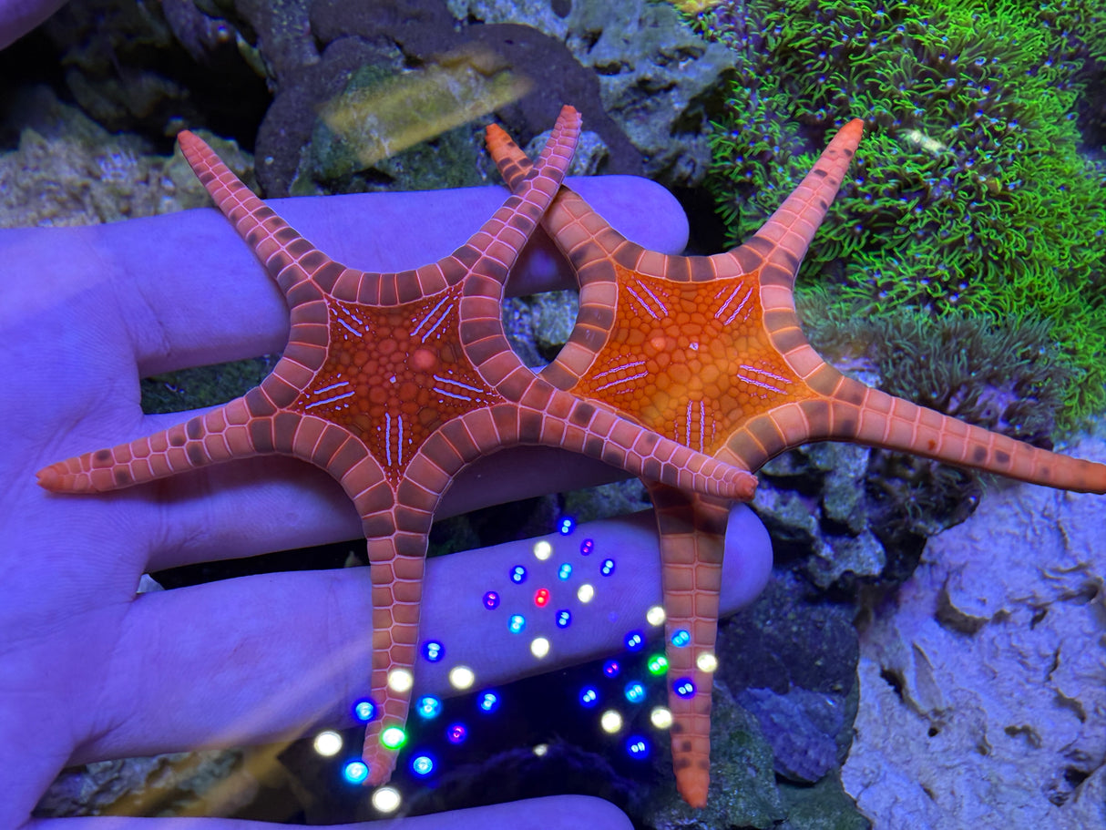 Icon Sea Star
