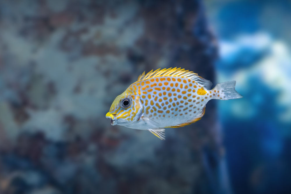Gold Spot Rabbitfish