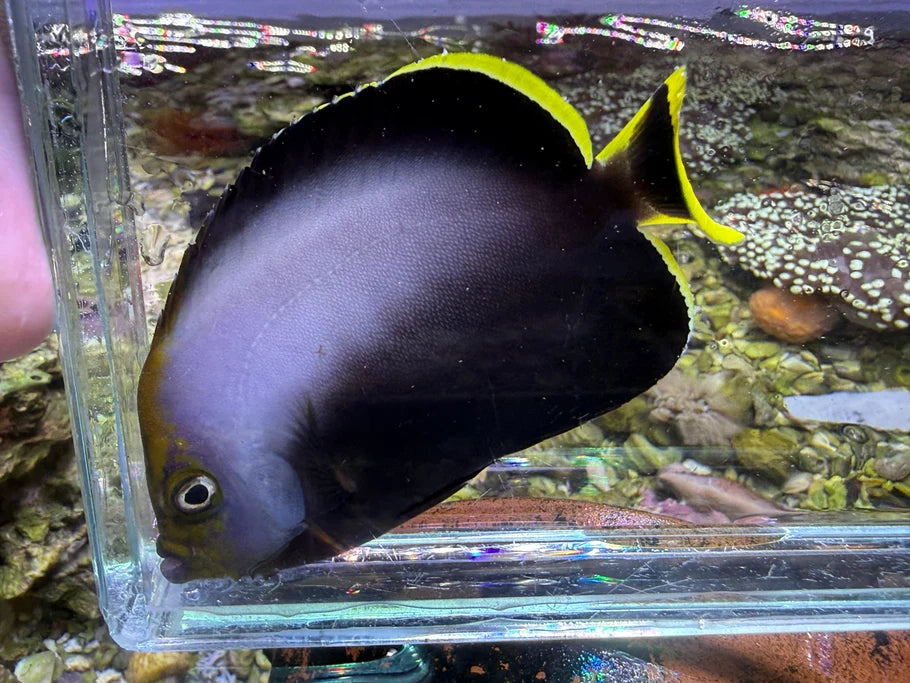 Gray Poma Angelfish Chaetodontoplus melanosoma