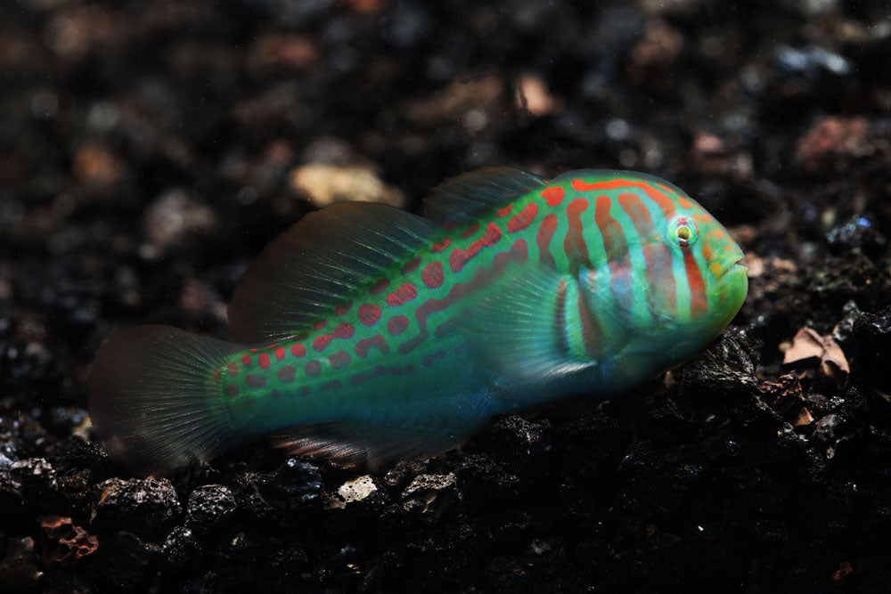 Green Clown Goby Fish
