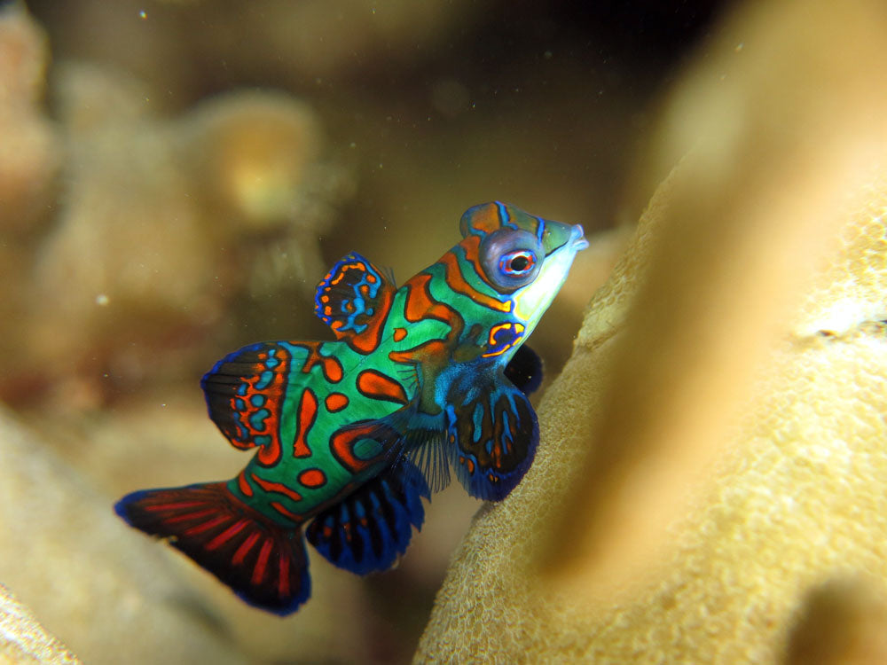 Green Mandarin Fish