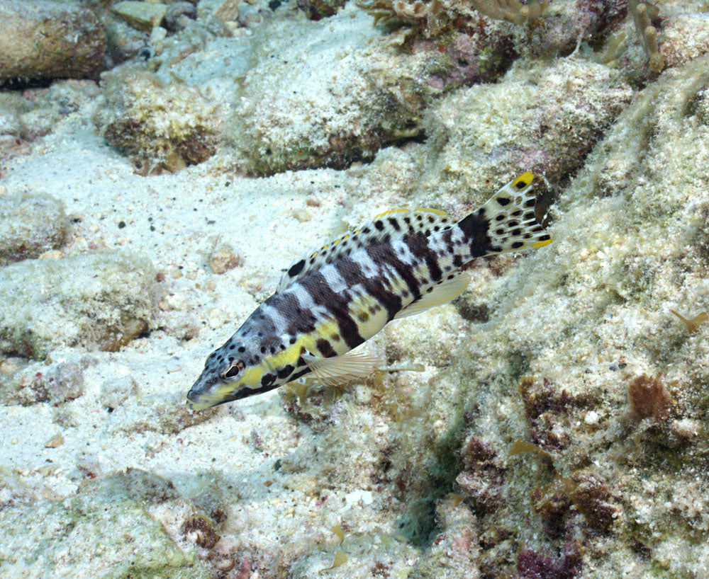 Harlequin Basslet Fish