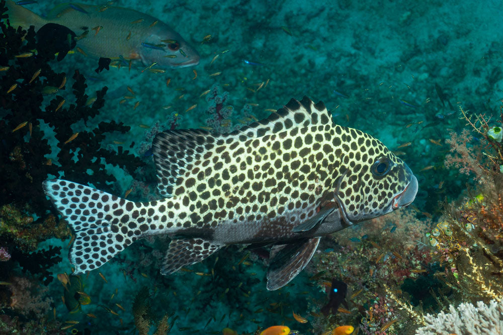 Harlequin Sweetlips Fish