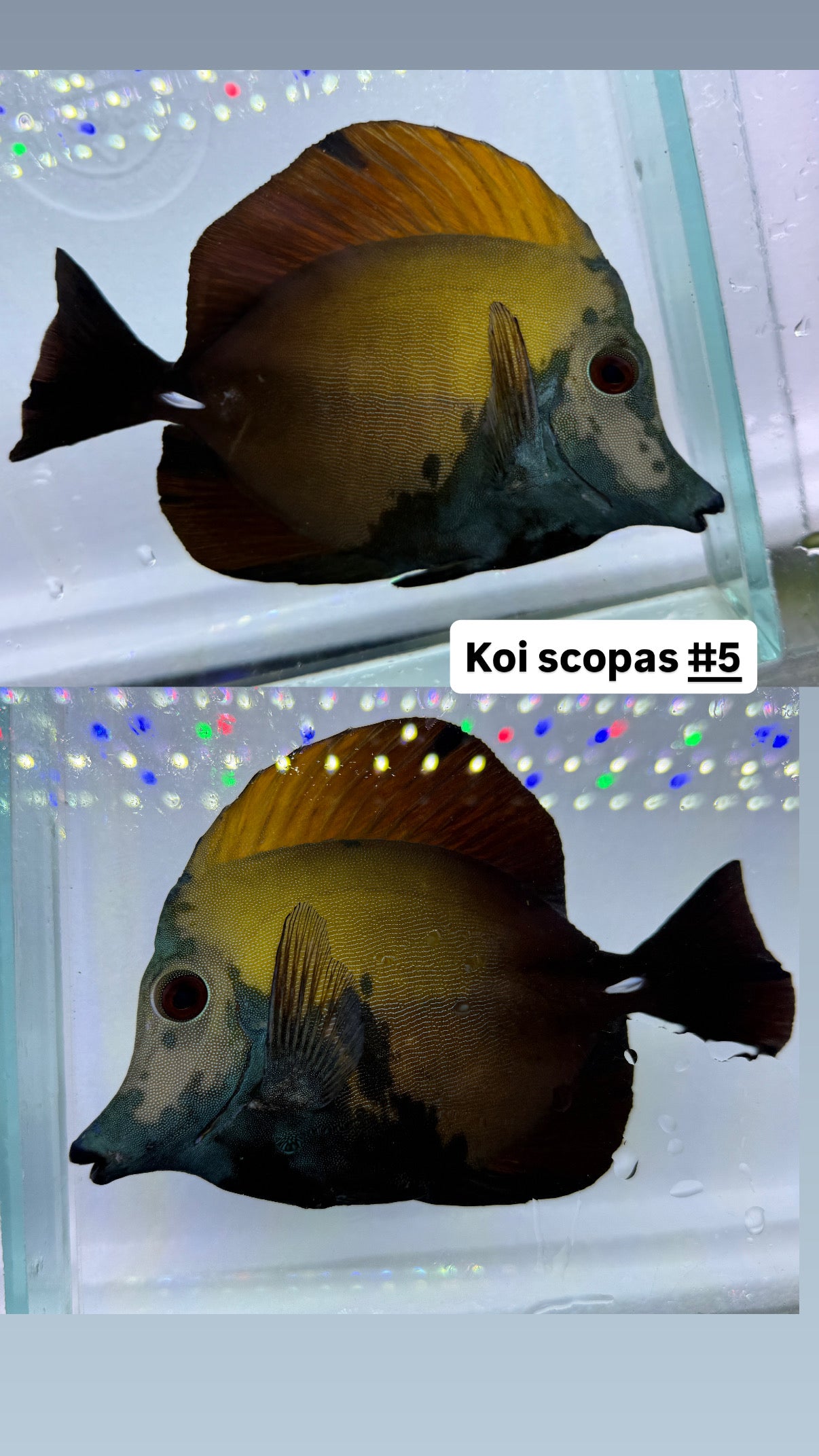 Blue face Koi Scopas tang #5