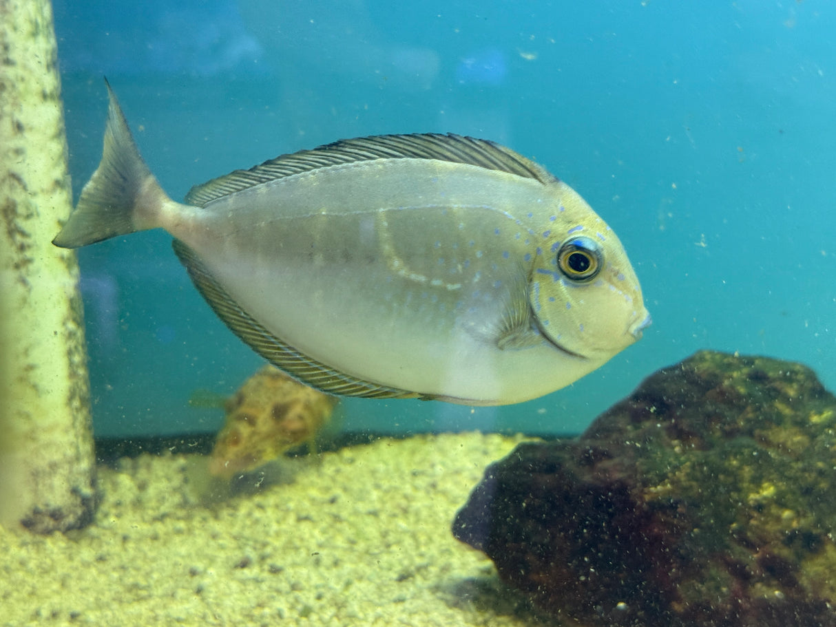 Vlamingi Tang – Naso vlamingii