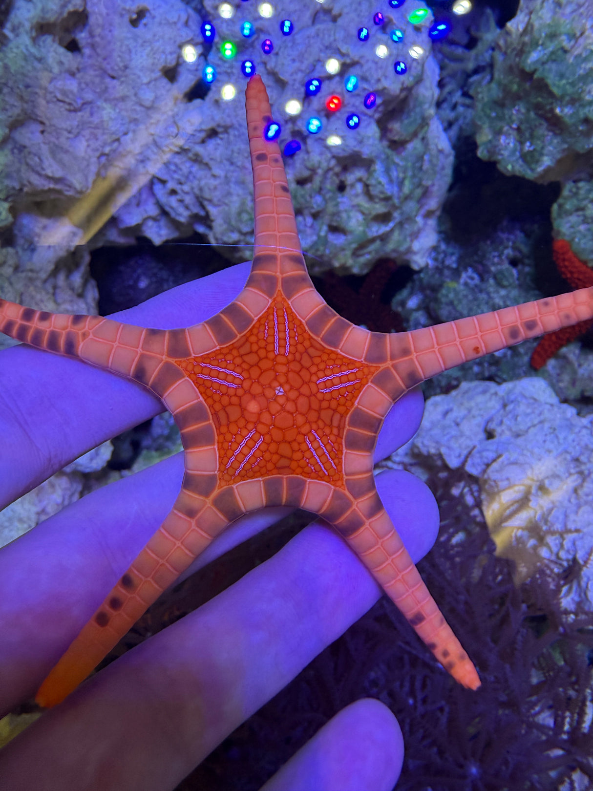 Icon Sea Star