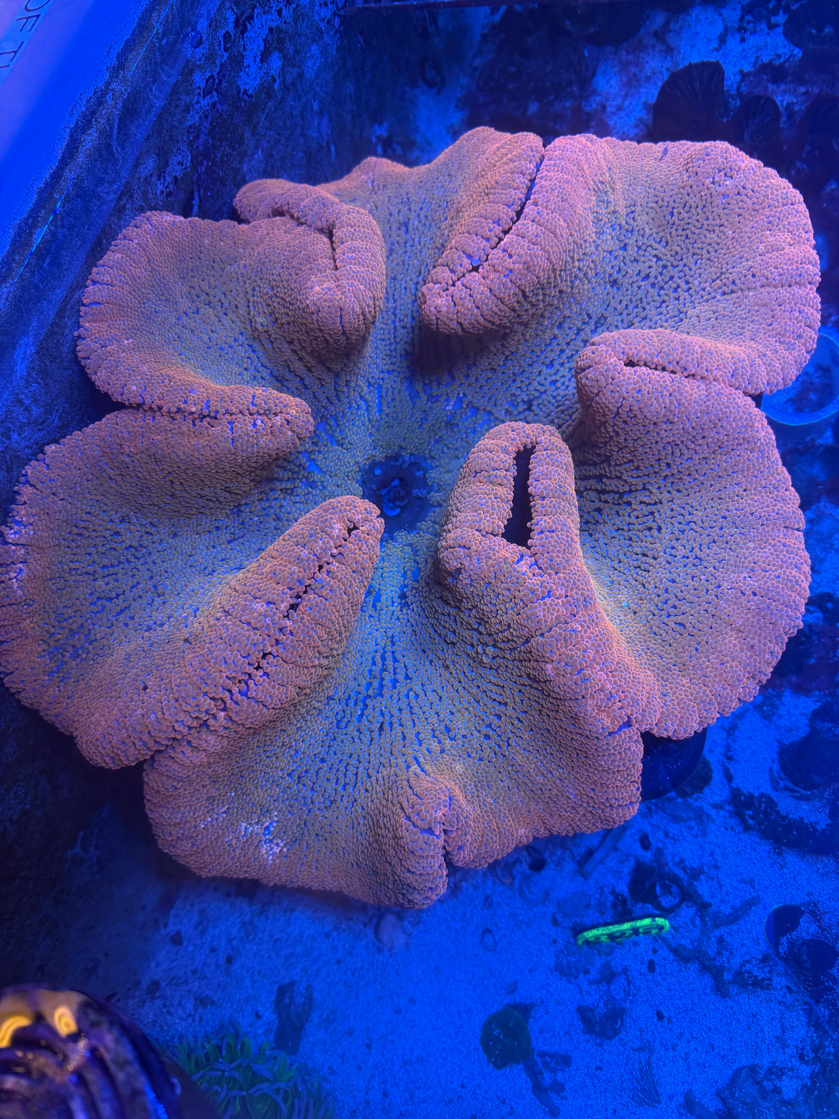 Extra large rainbow carpet anemone
