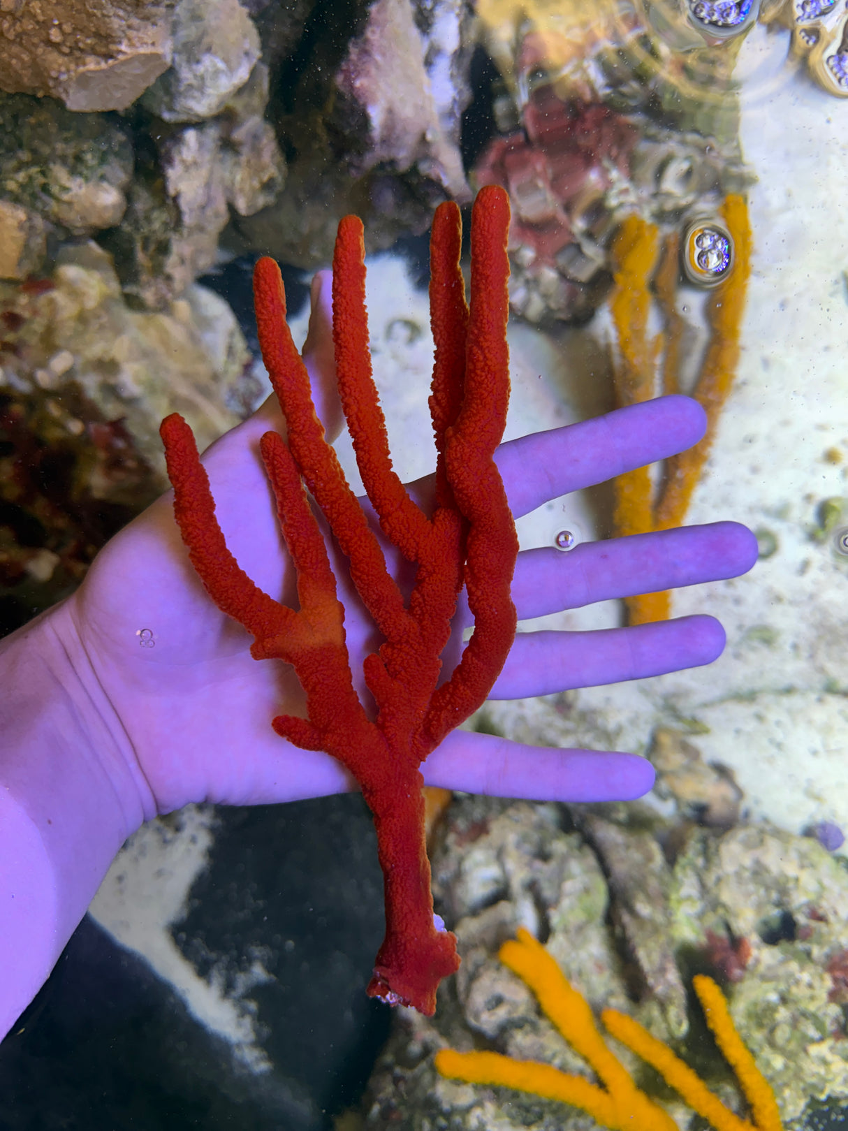 Red tree sponge