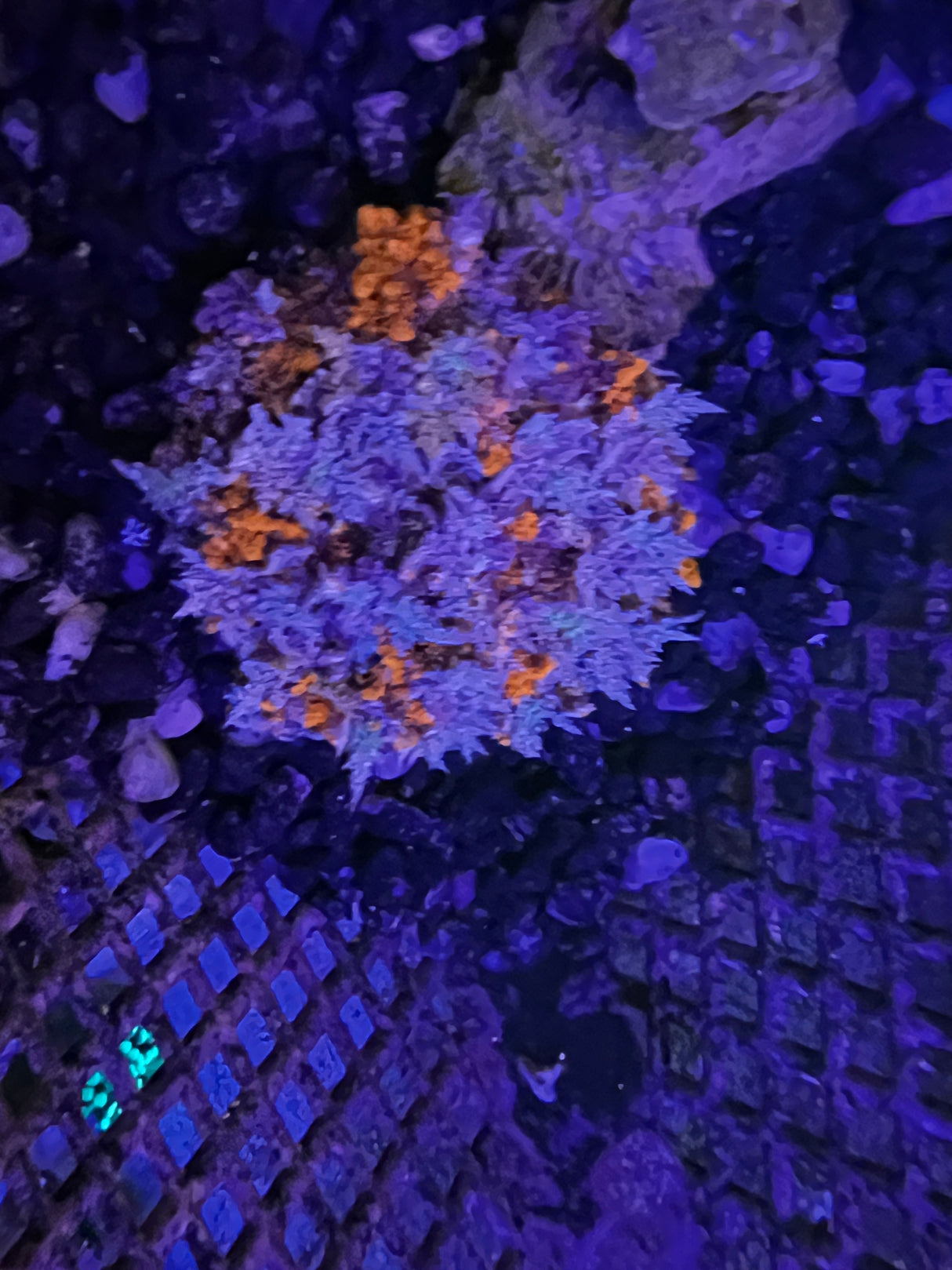 Hellfire Anemone - Actinodendron Plumosum