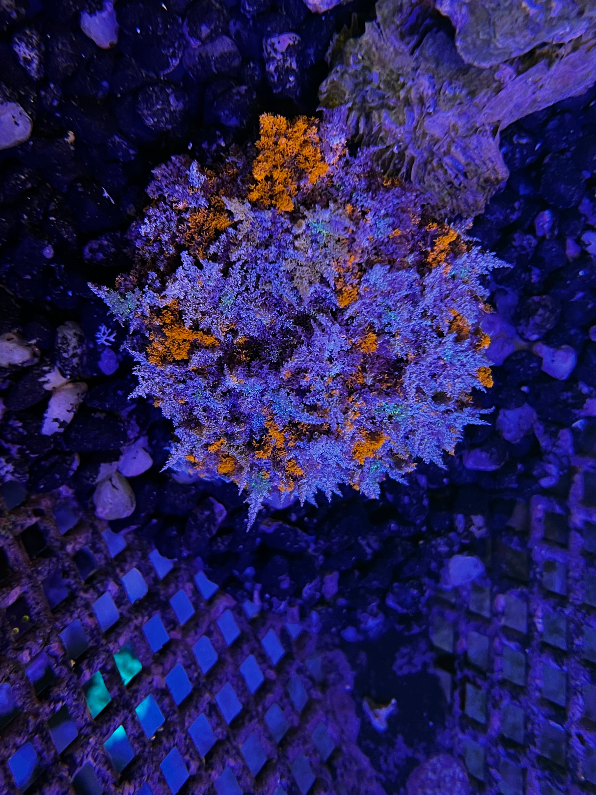 Hellfire Anemone - Actinodendron Plumosum