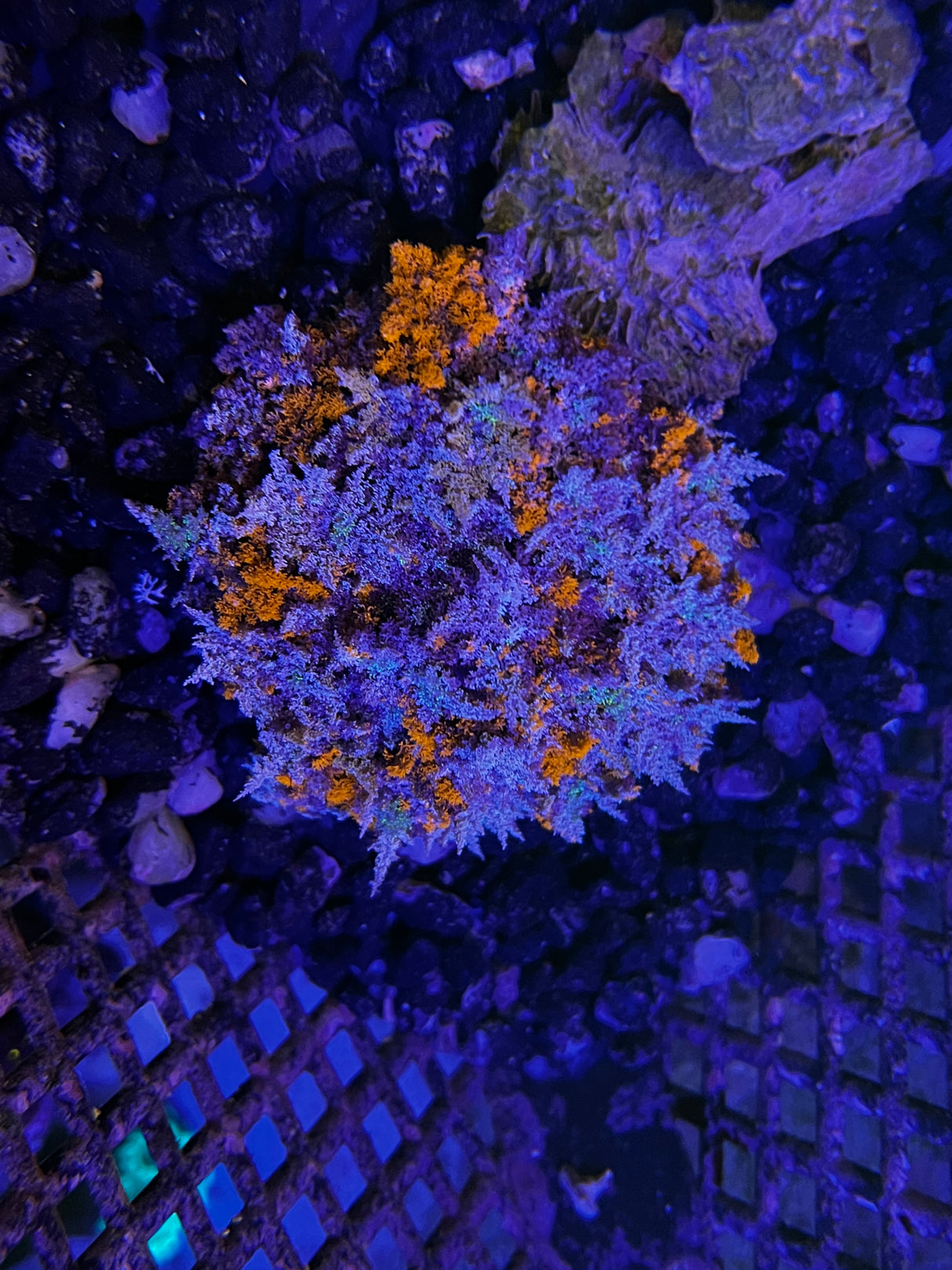 Hellfire Anemone - Actinodendron Plumosum