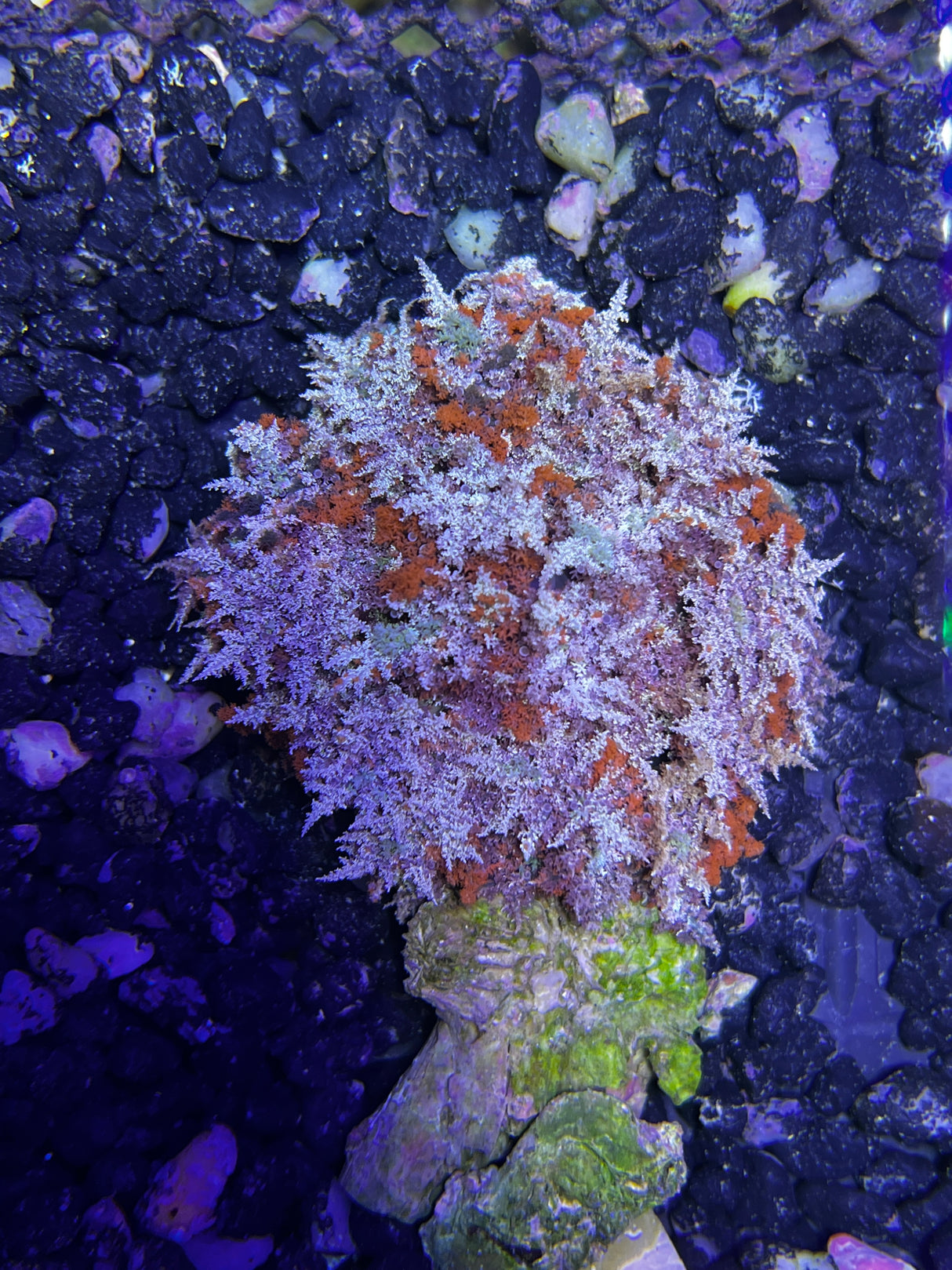 Hellfire Anemone - Actinodendron Plumosum