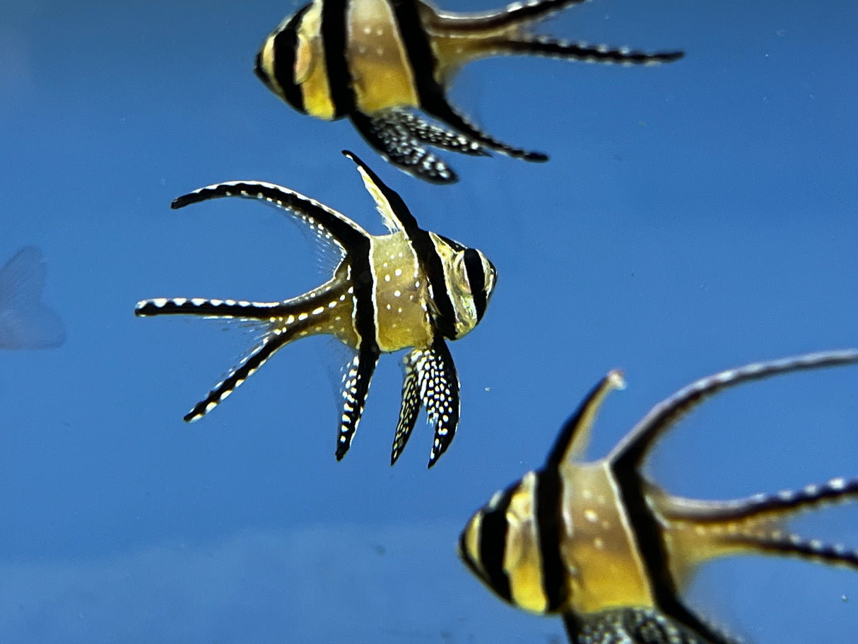 Banggai cardinalfish