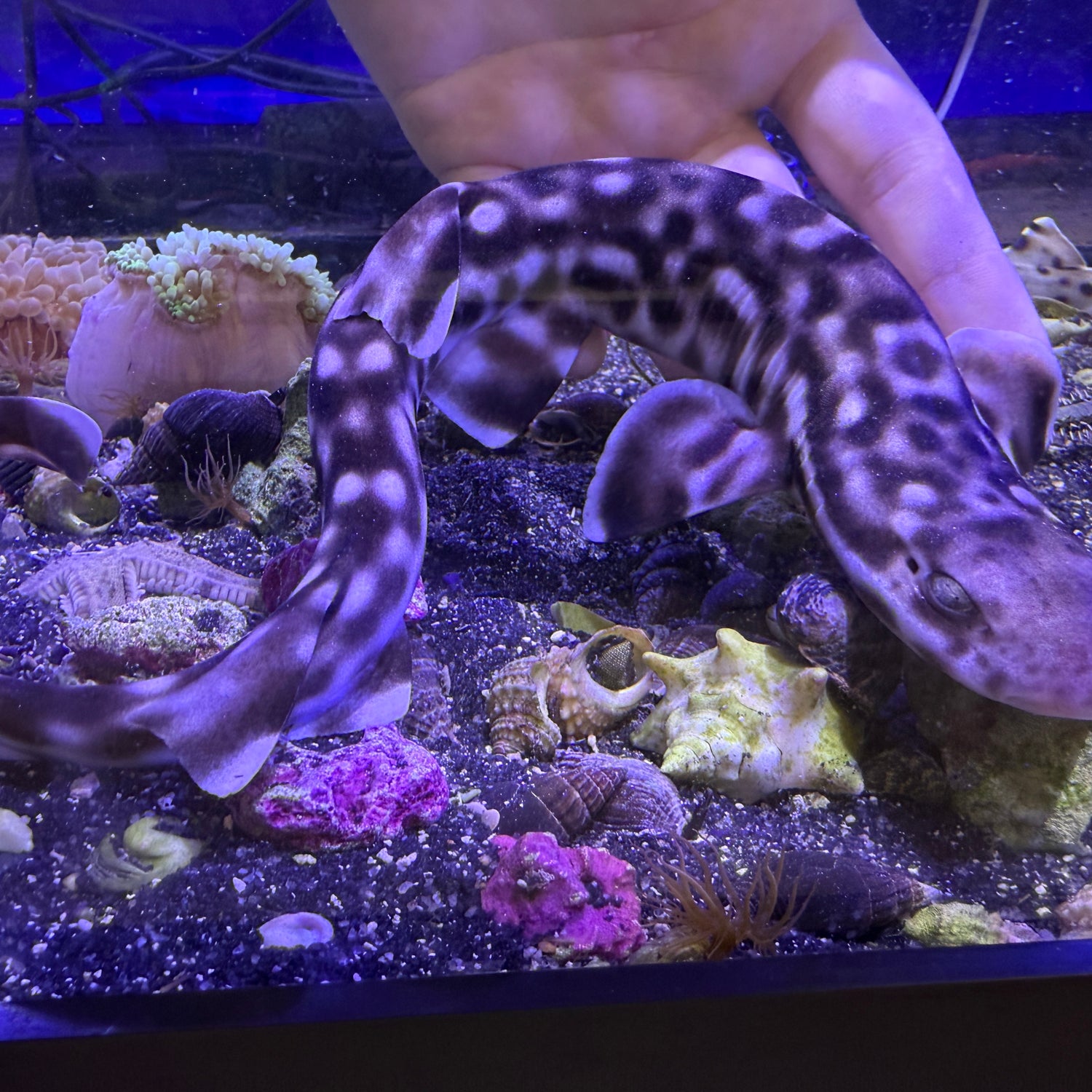 Marbled Coral Cat shark