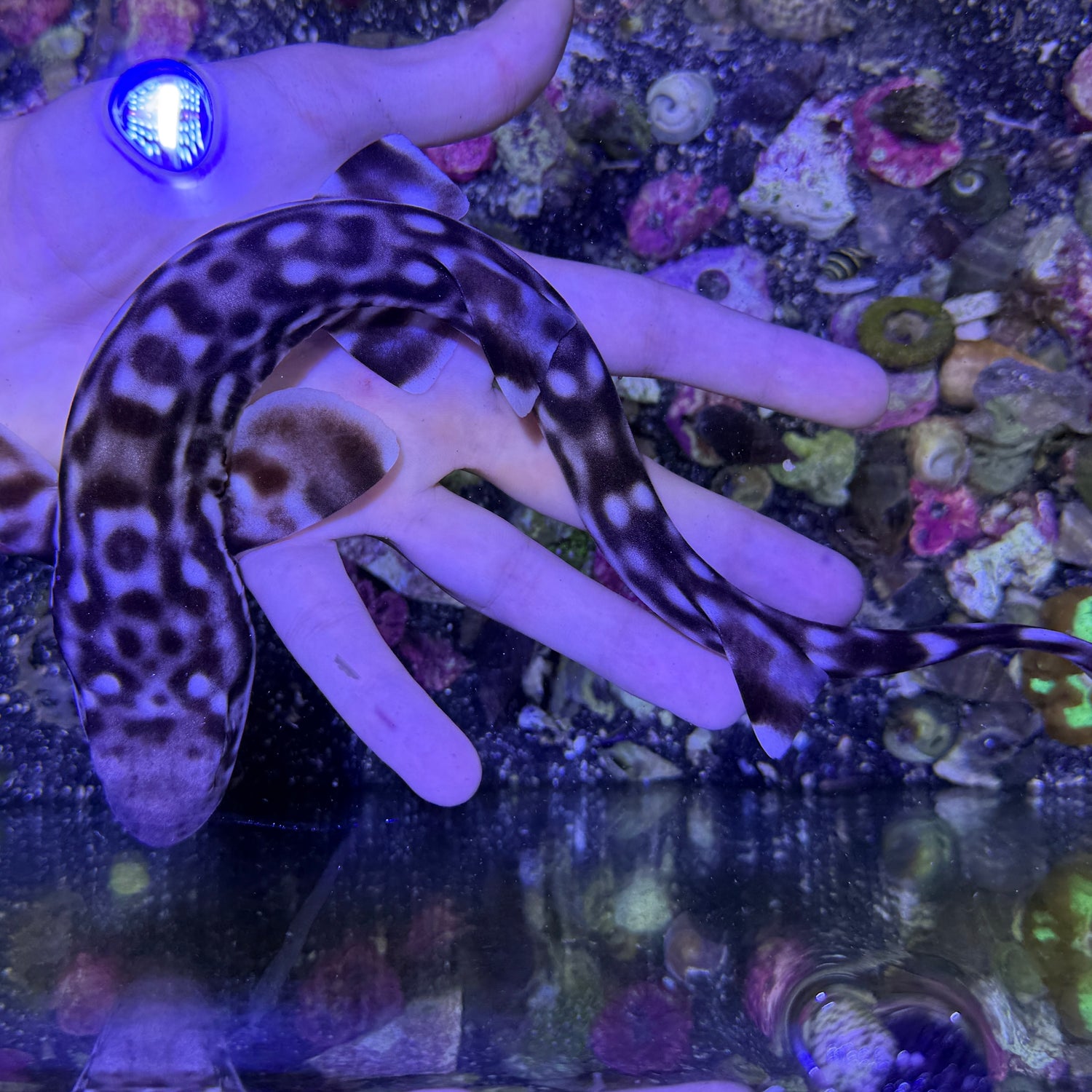 Marbled Coral Cat shark