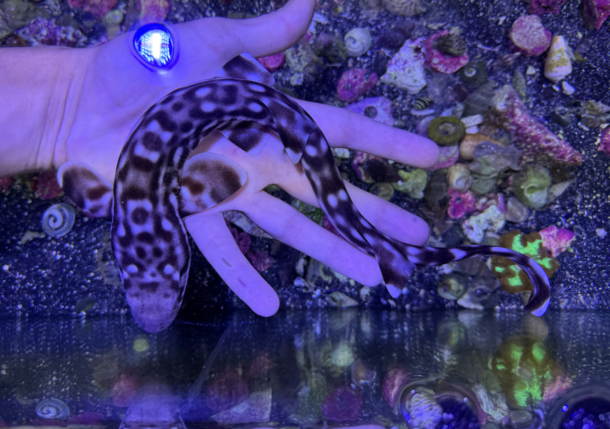 Marbled Coral Cat shark