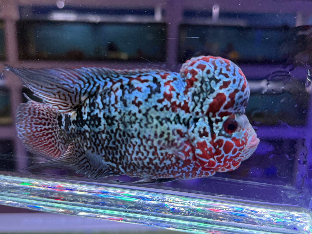 Flowerhorn Male #1 WYSIWYG