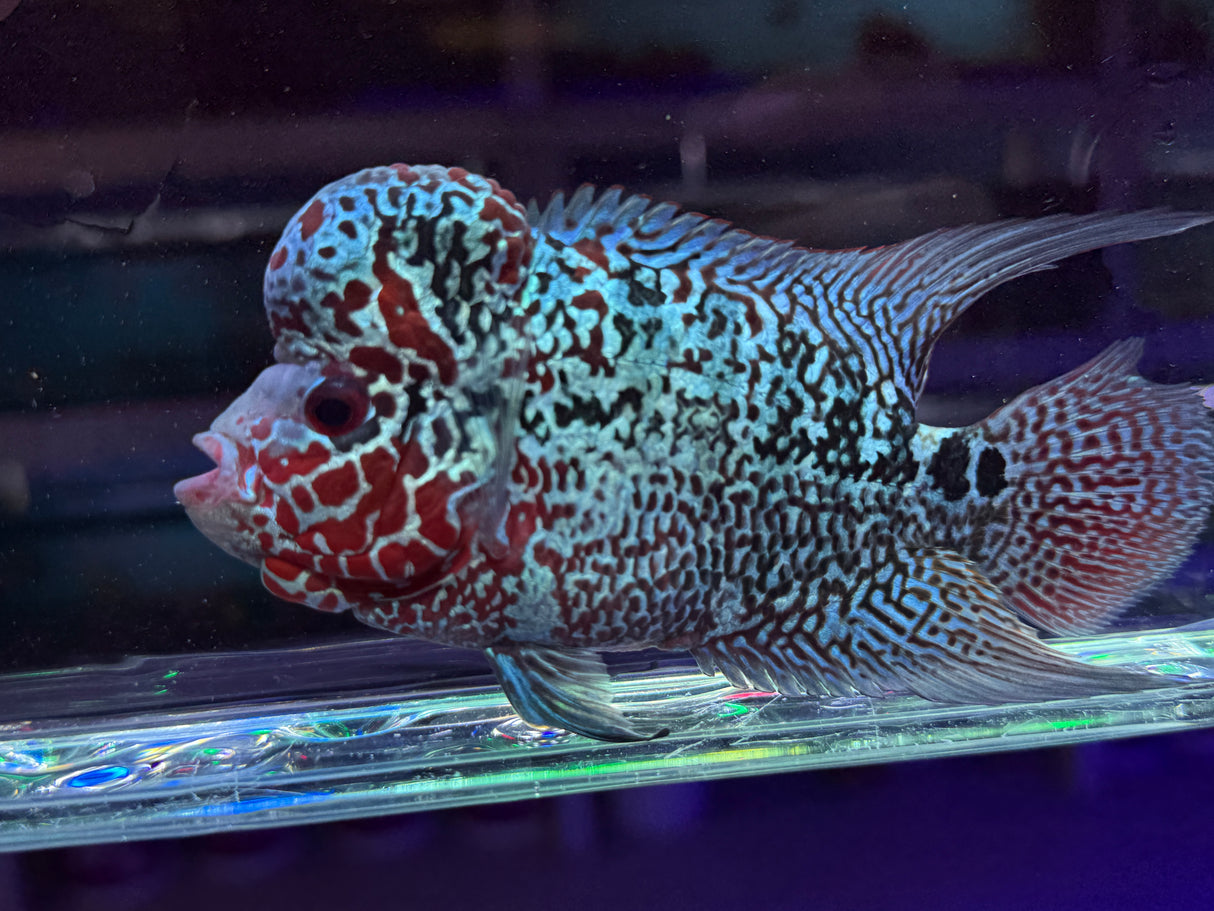 Flowerhorn Male #1 WYSIWYG