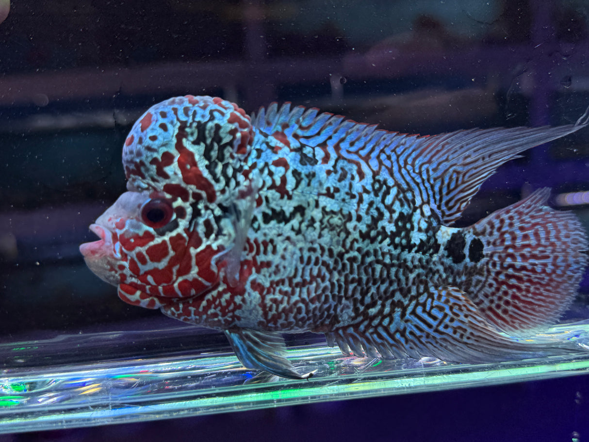 Flowerhorn Male #1 WYSIWYG