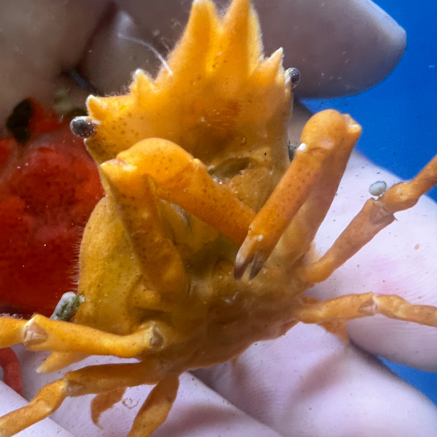 Orange Sponge Decorator Crab