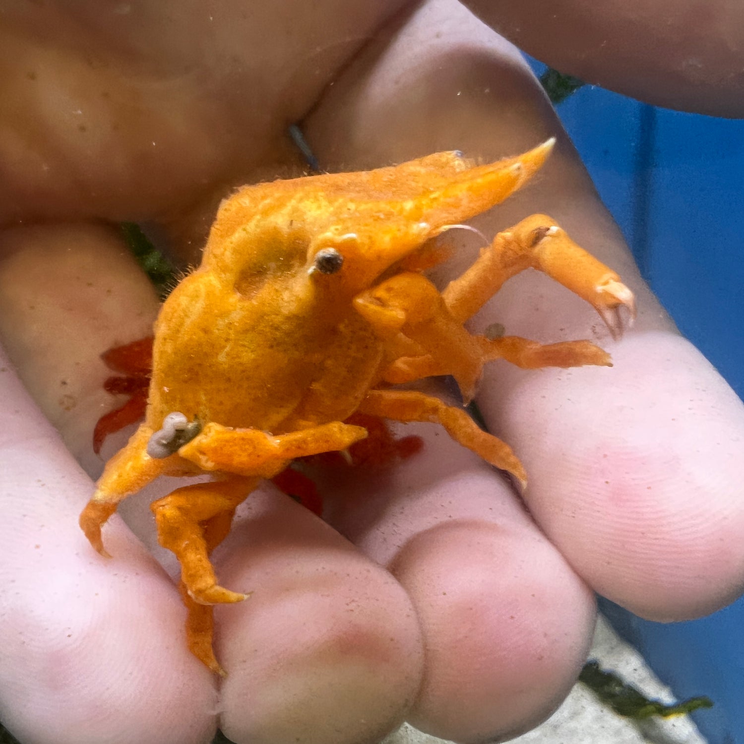 Orange Sponge Decorator Crab