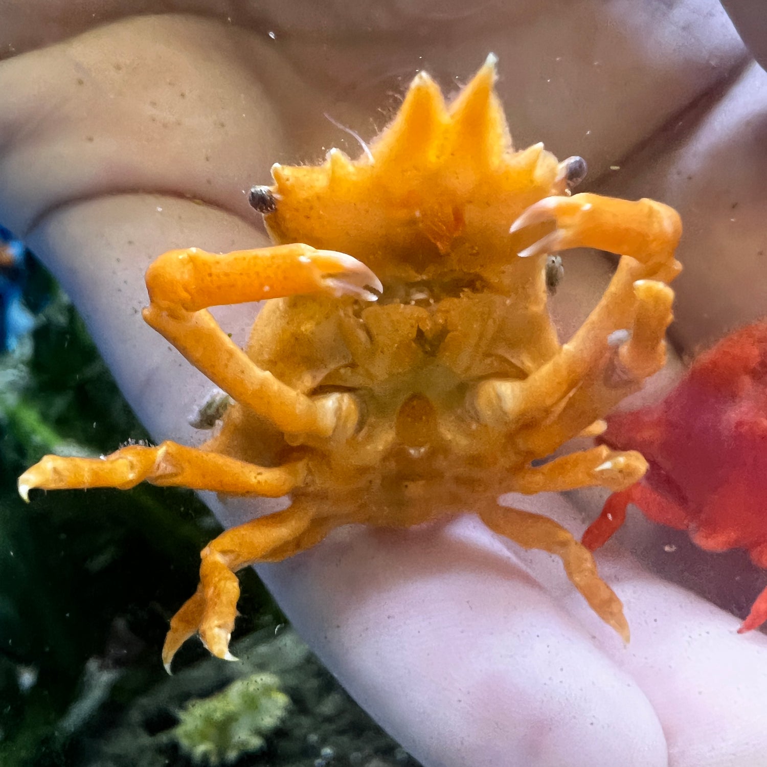 Orange Sponge Decorator Crab