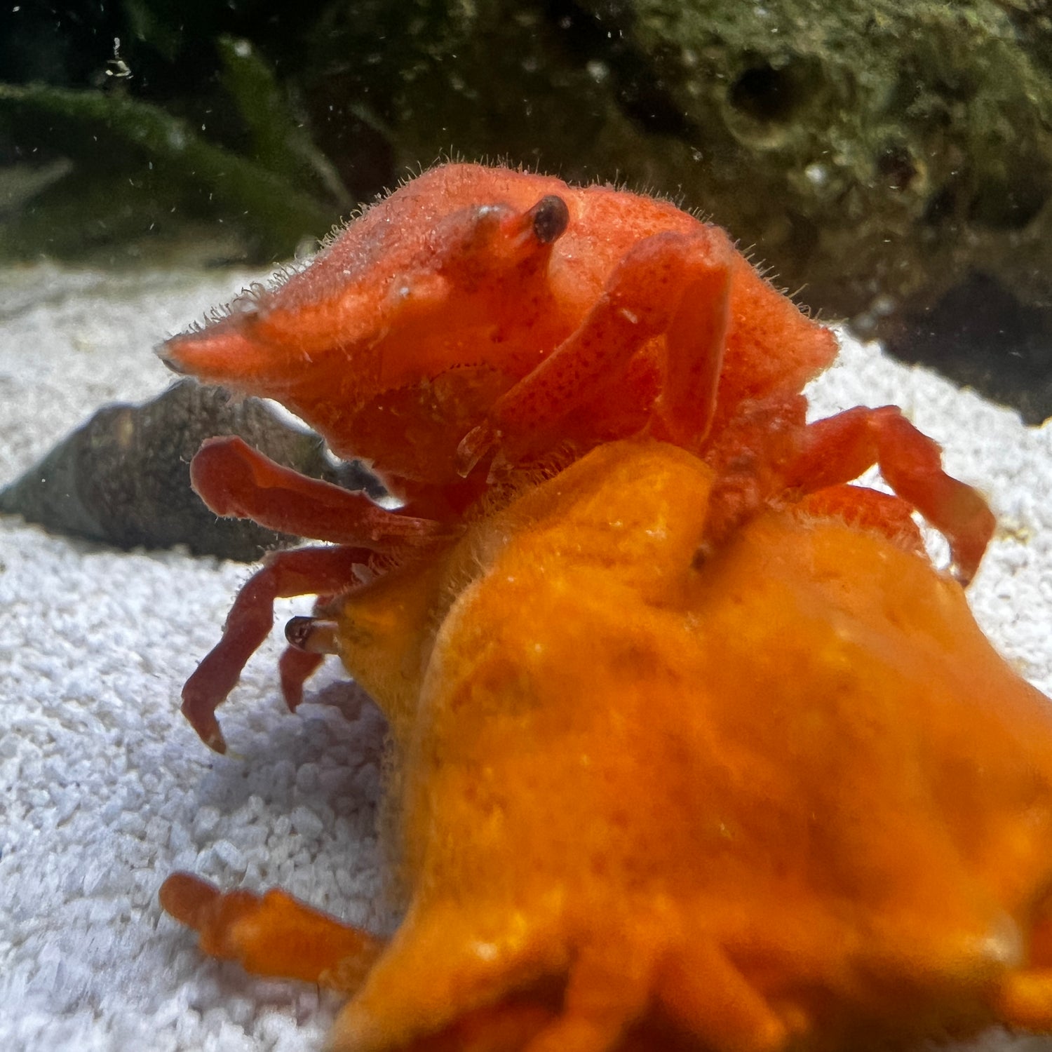 Orange Sponge Decorator Crab