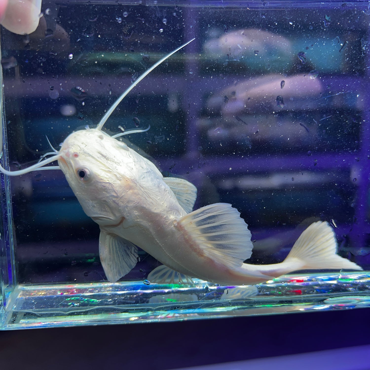 Platinum South American Redtail Catfish