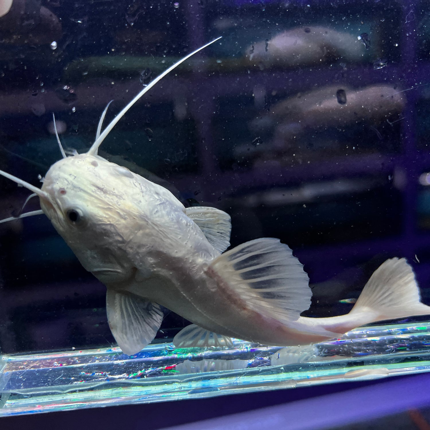 Platinum South American Redtail Catfish