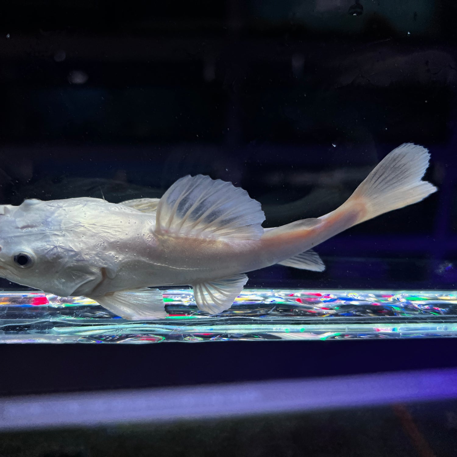 Platinum South American Redtail Catfish
