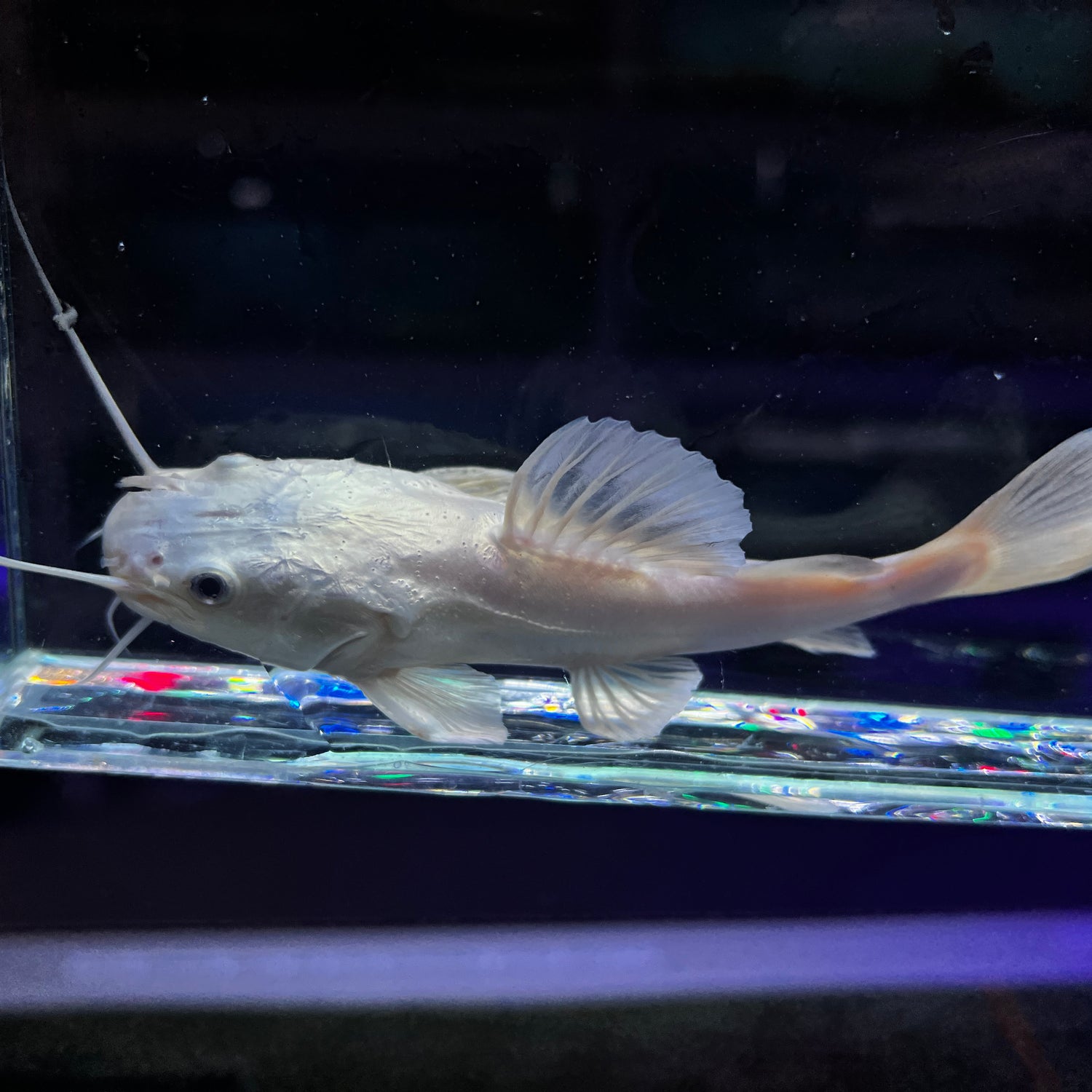Platinum South American Redtail Catfish