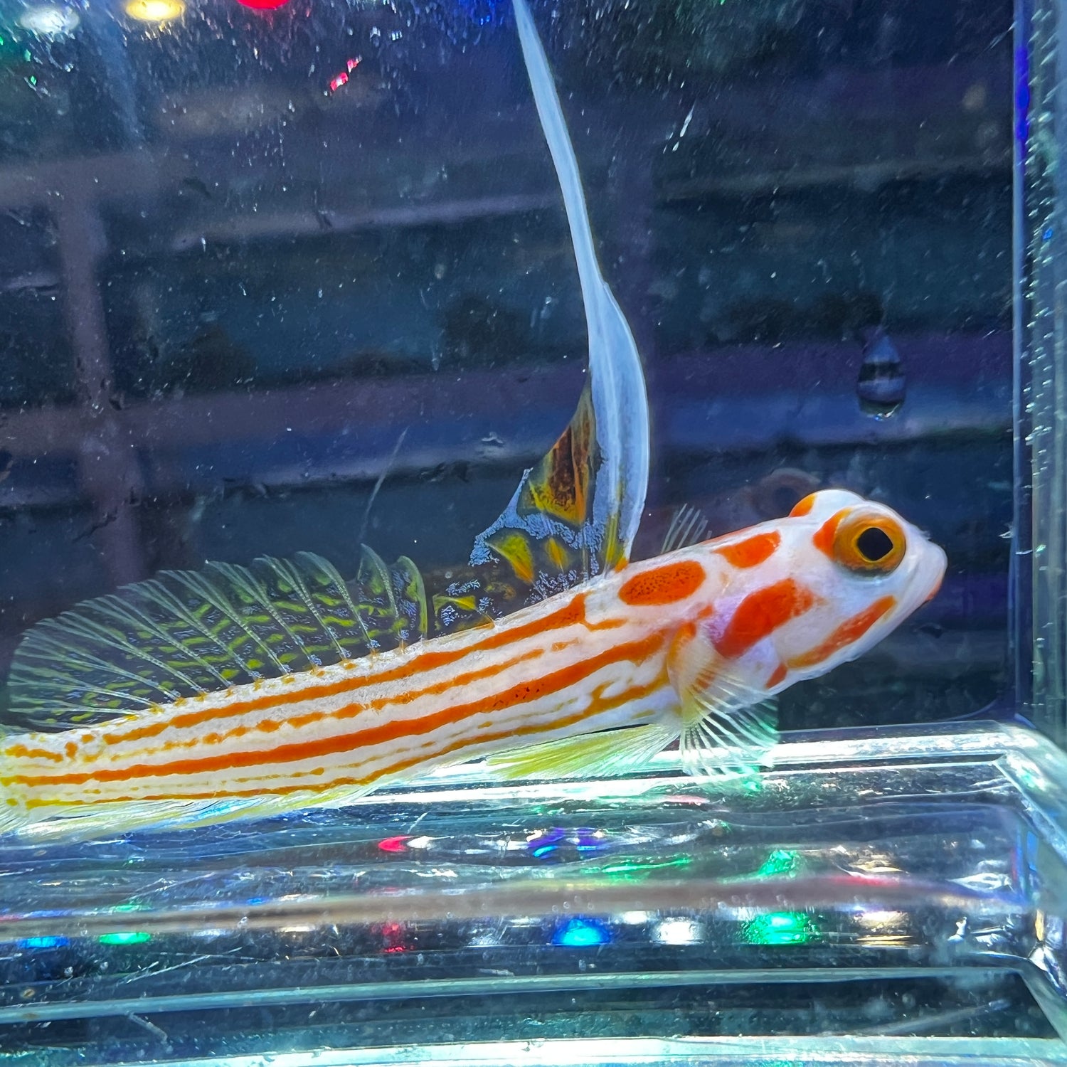 Yasha White Ray Shrimp Goby (Stonogobiops yasha)