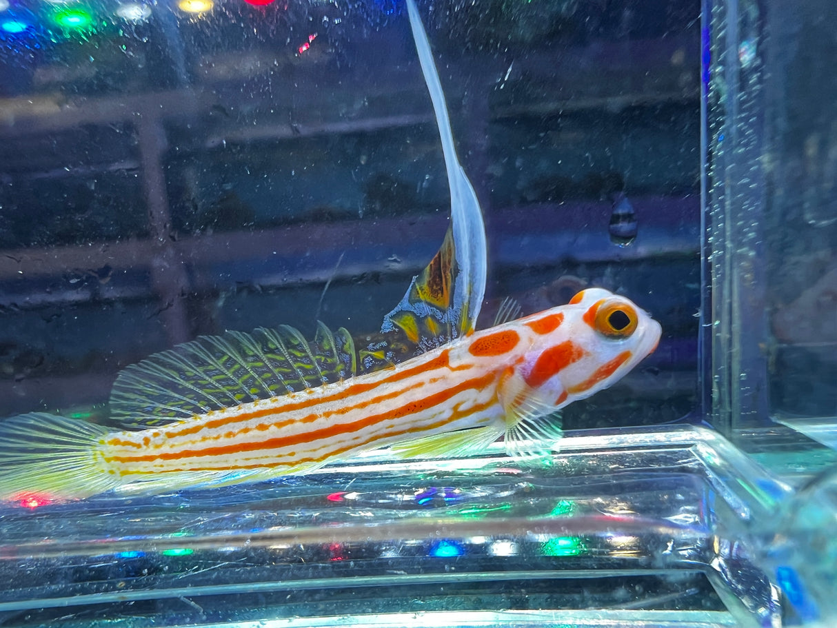 Yasha White Ray Shrimp Goby (Stonogobiops yasha)