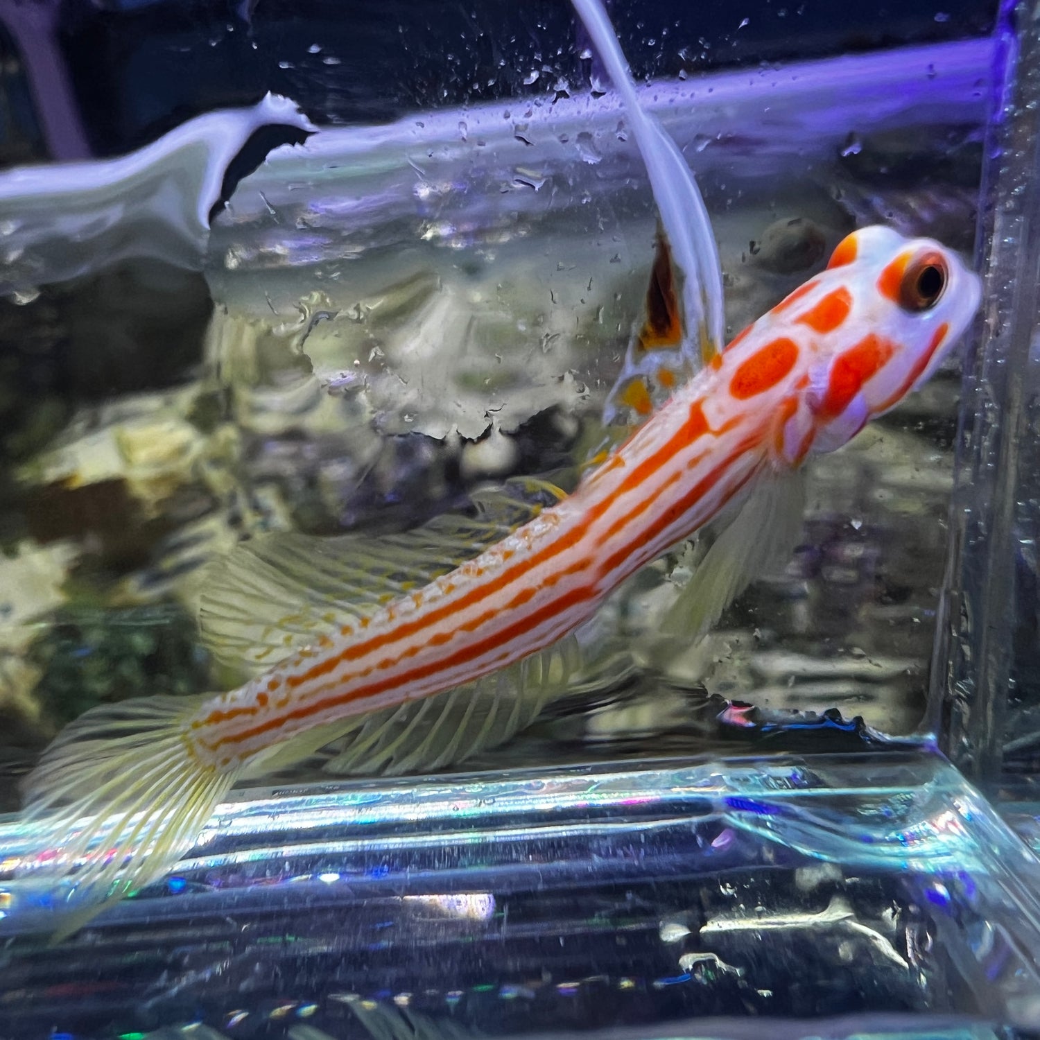 Yasha White Ray Shrimp Goby (Stonogobiops yasha)