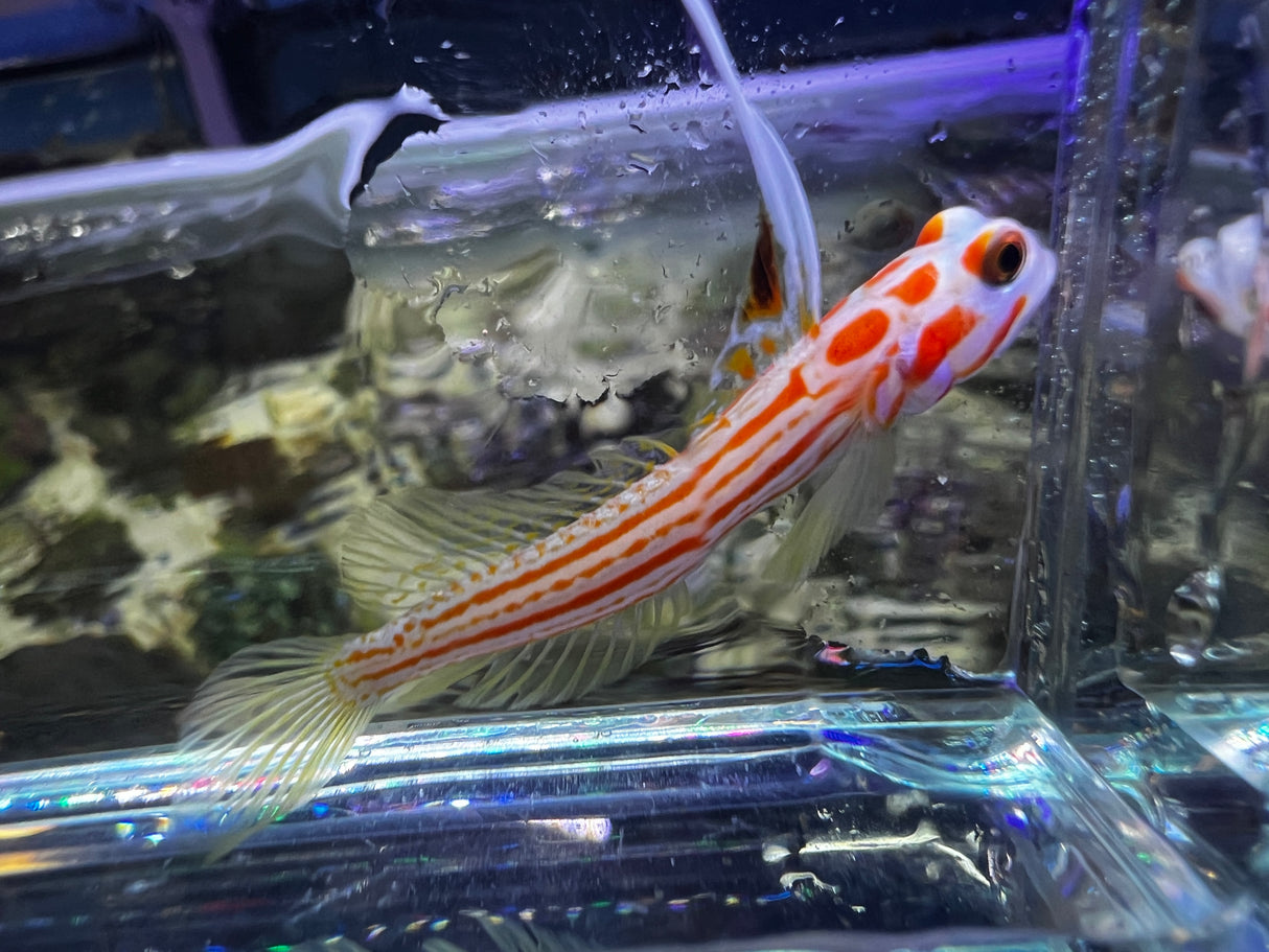 Yasha White Ray Shrimp Goby (Stonogobiops yasha)