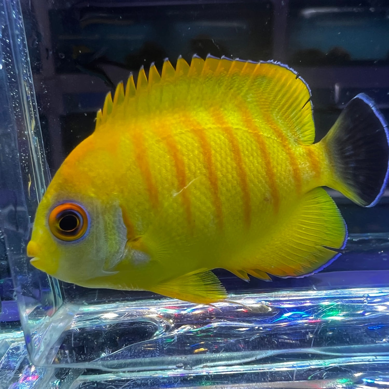 RARE Tigerpyge Angelfish! Lemonpeel X Eibli angelfish hybrid