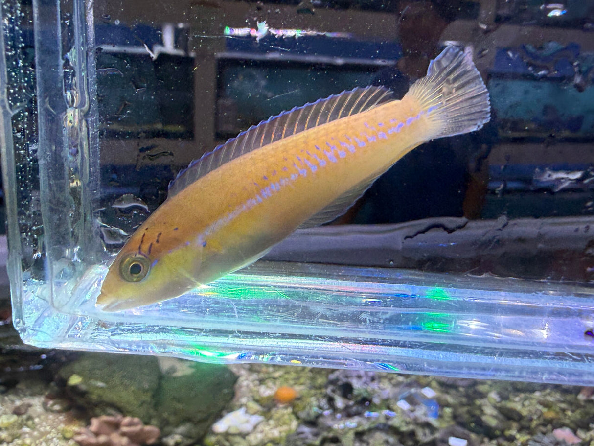 Neon Wrasse