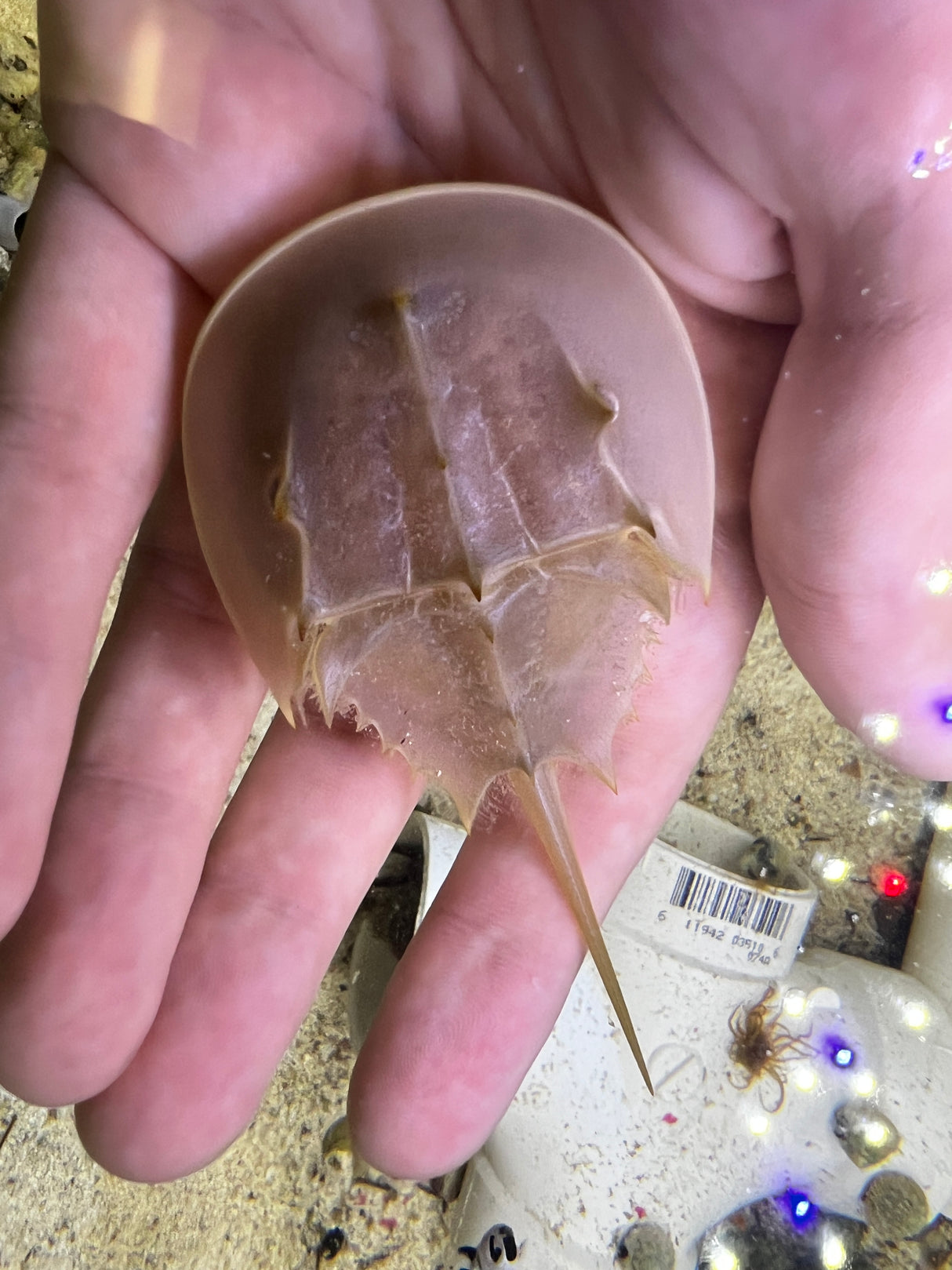 Atlantic Horseshoe crab