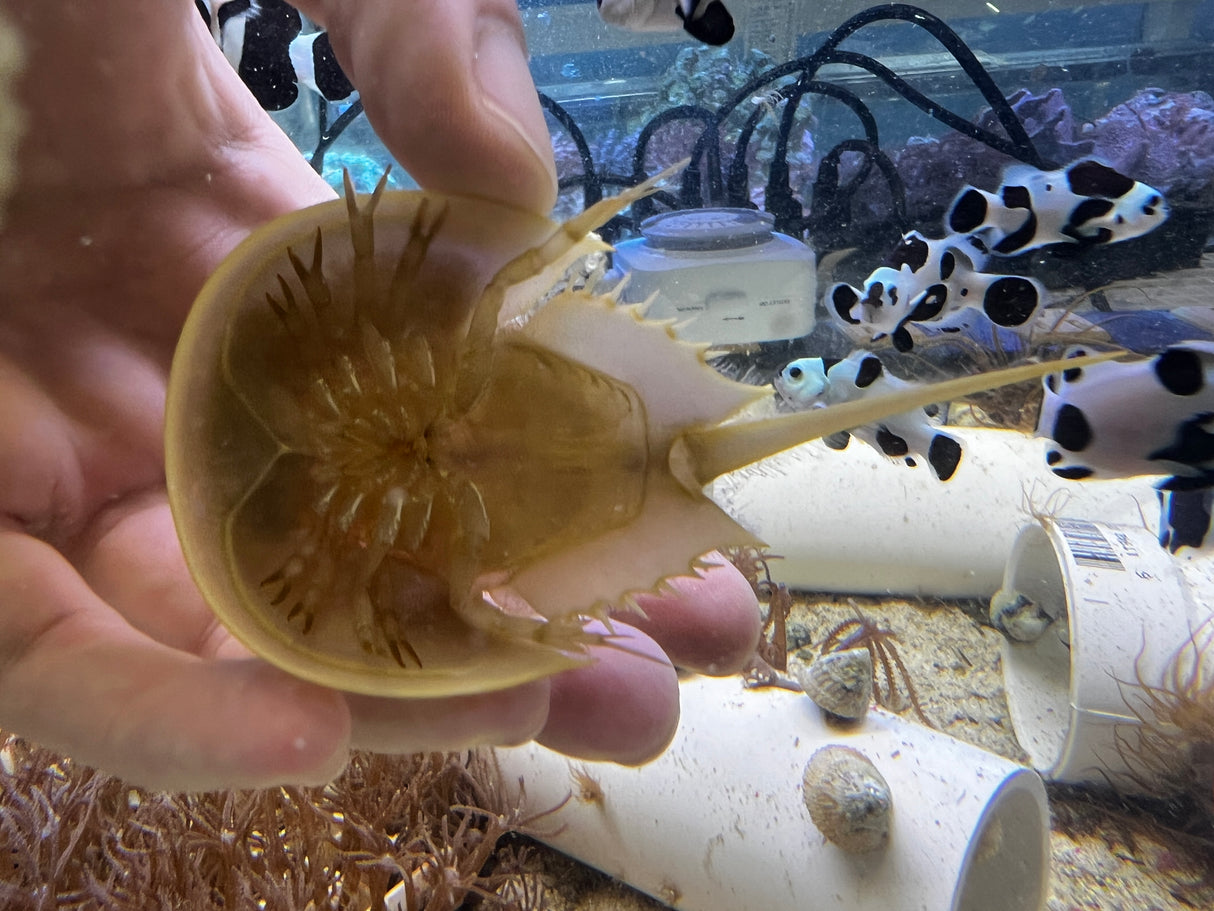 Atlantic Horseshoe crab