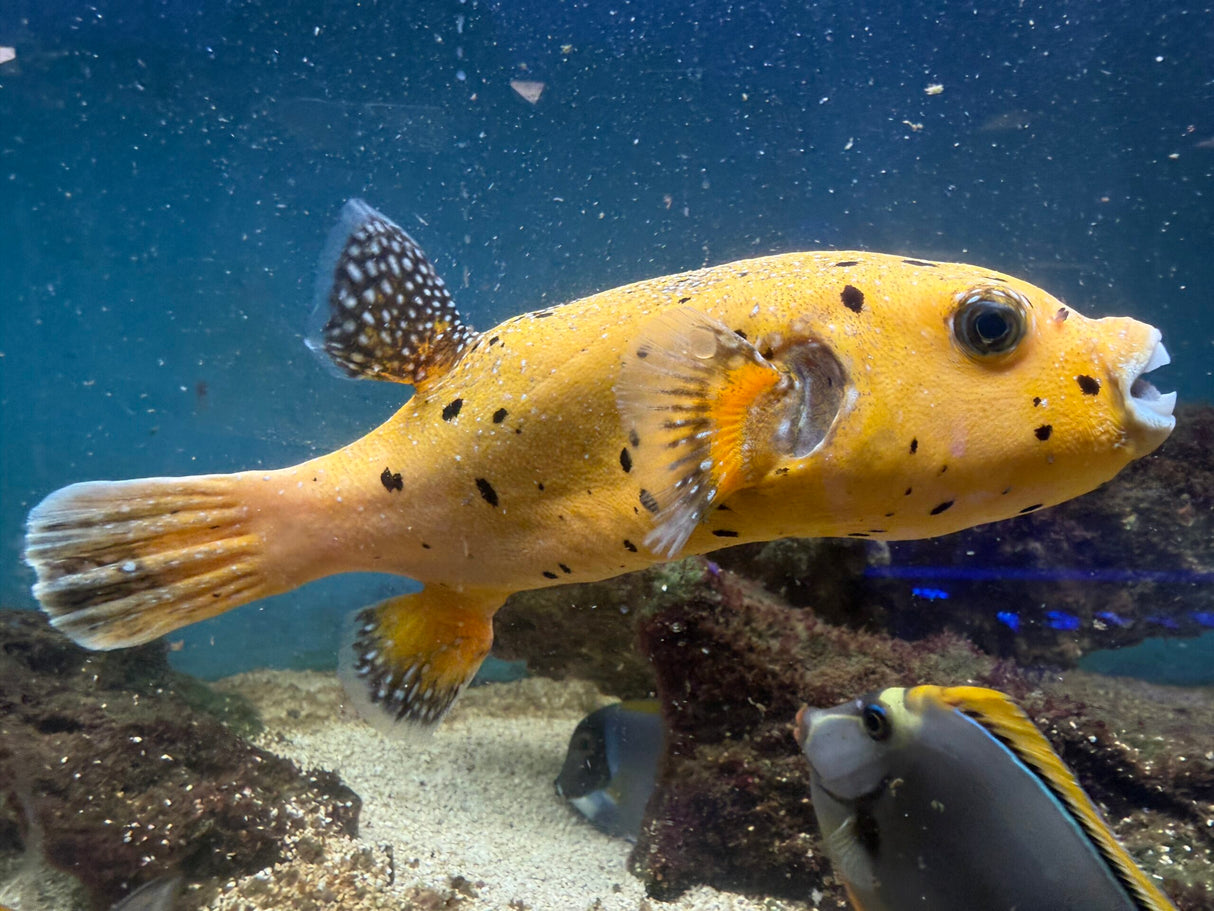Gold dogface pufferfish Arothron meleagris
