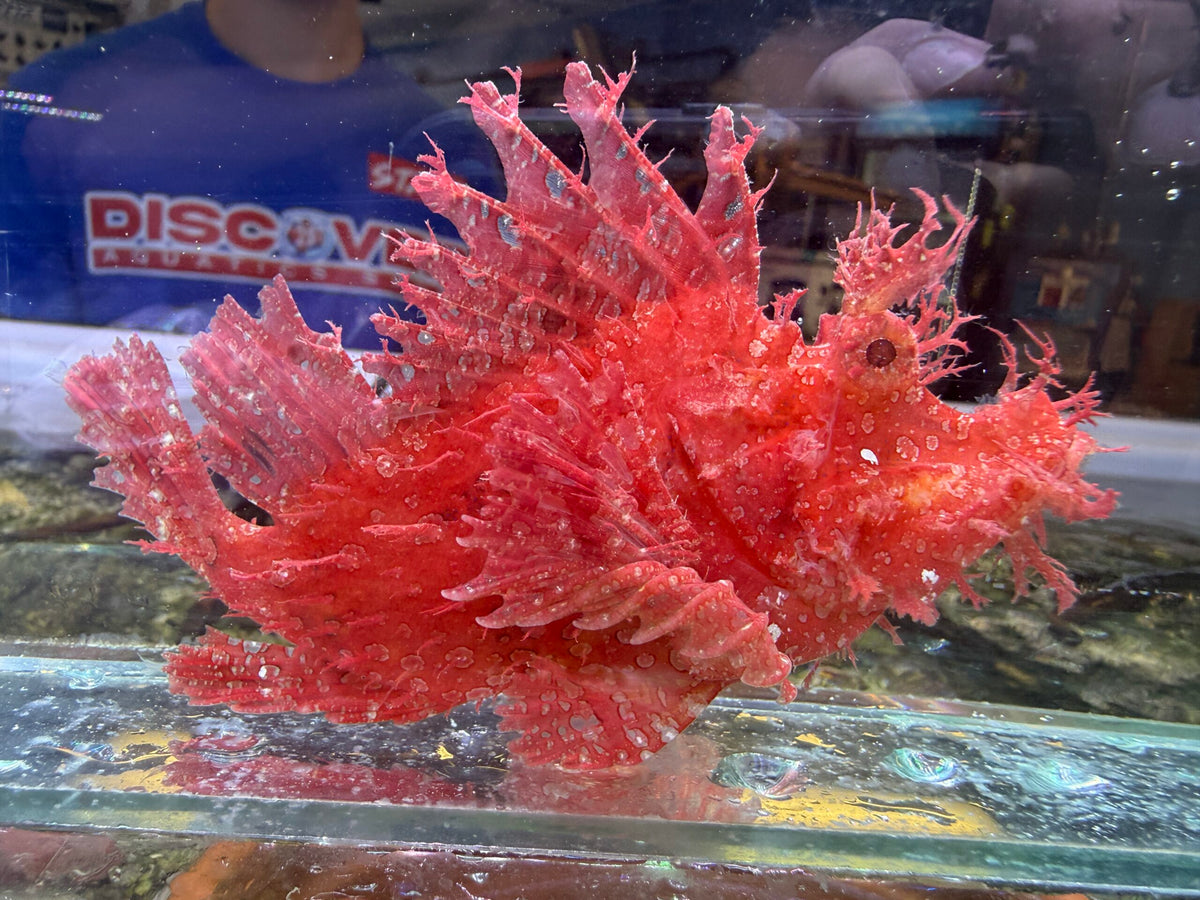 Red Rhinopias scorpionfish