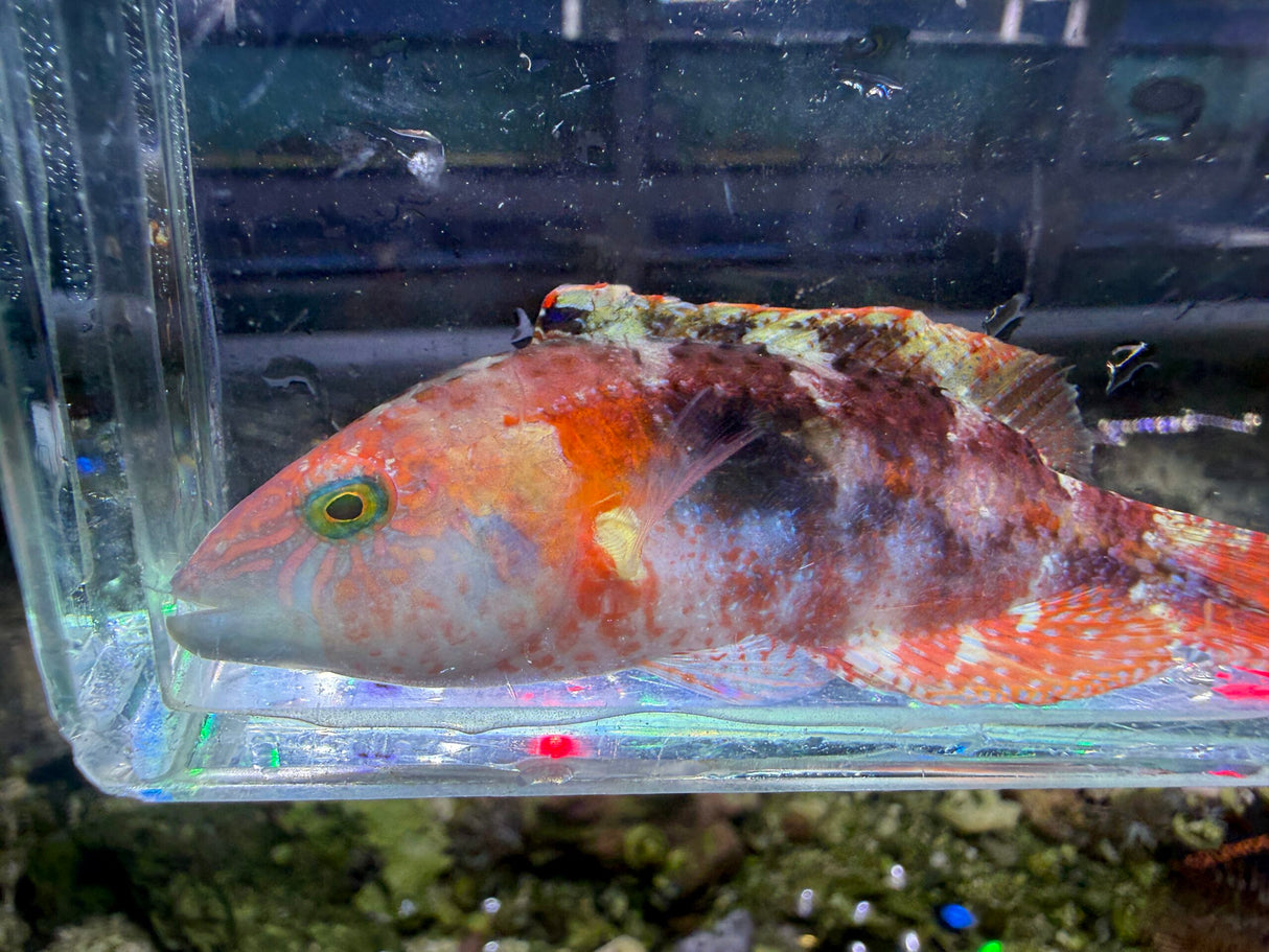 Two Spot Wrasse