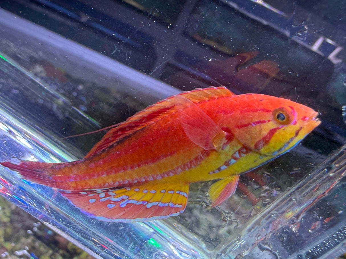 Diamond flasher wrasse