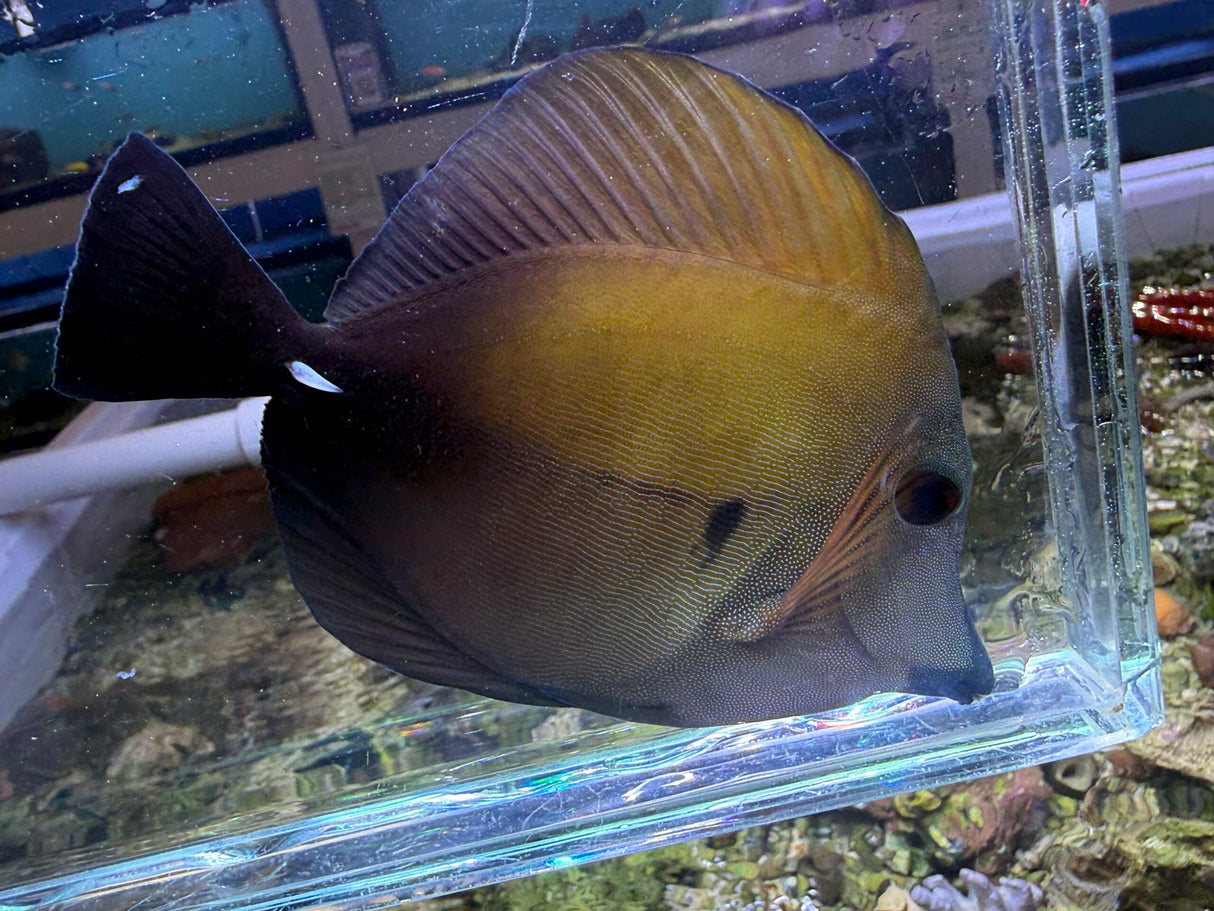 Blue face Koi scopas tang WYSIWYG SF13
