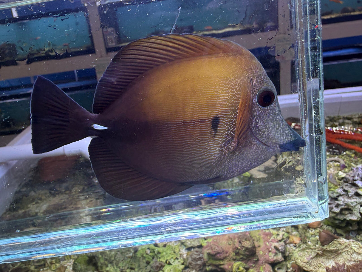 Blue face Koi scopas tang WYSIWYG SF13