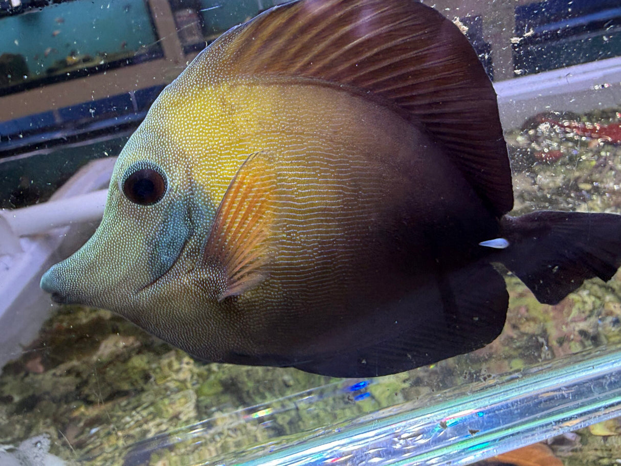 Blue face koi scopas SF7 WYSIWYG