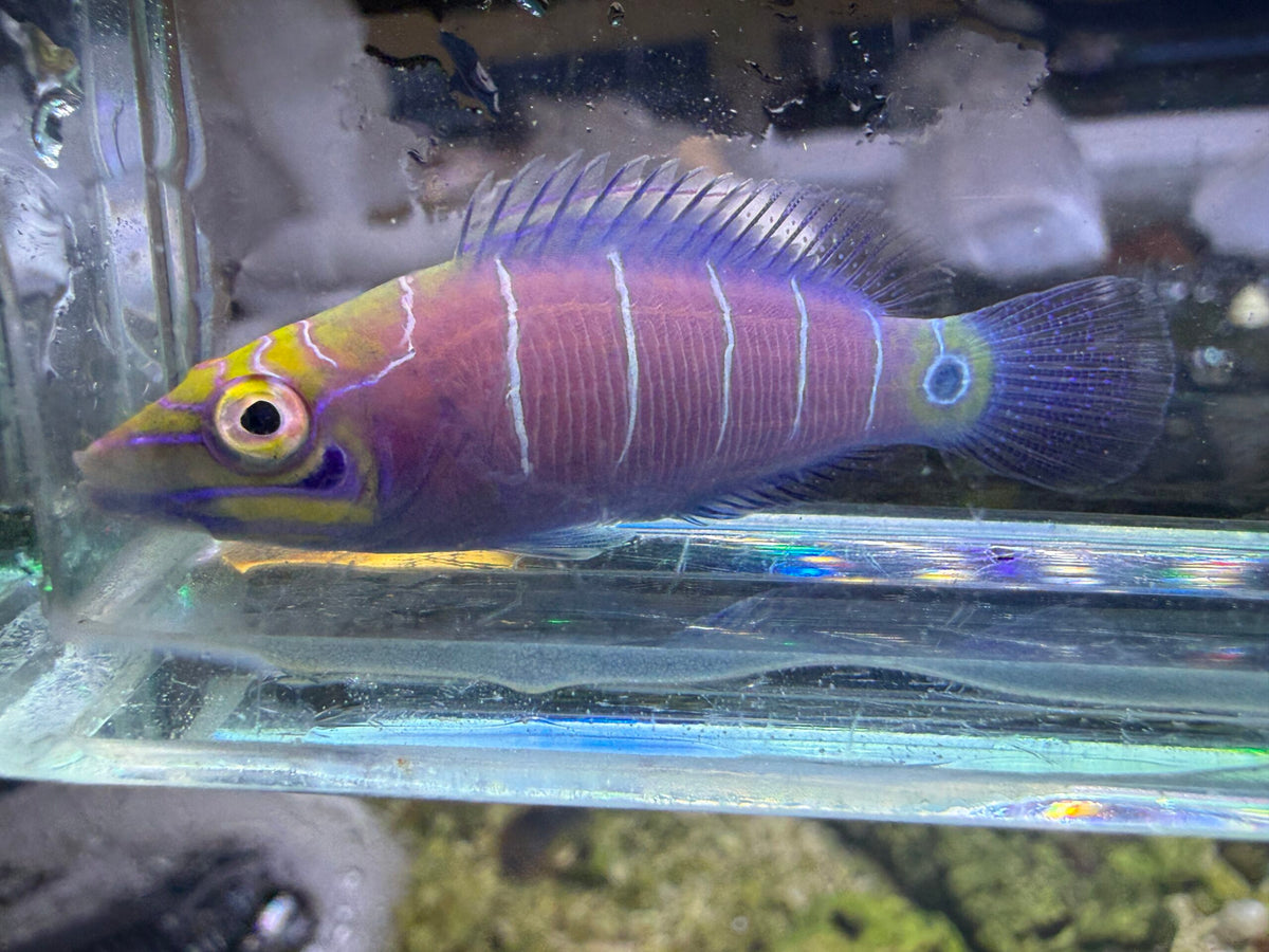 Mystery Wrasse