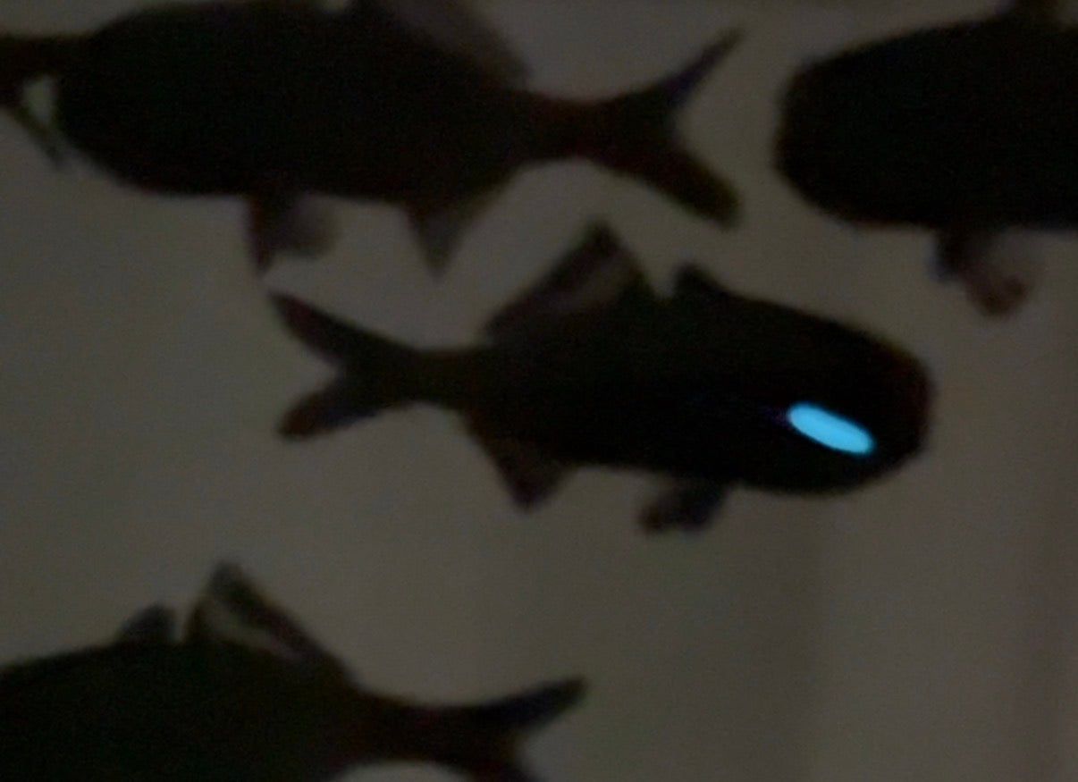 Splitfin Flashlight fish